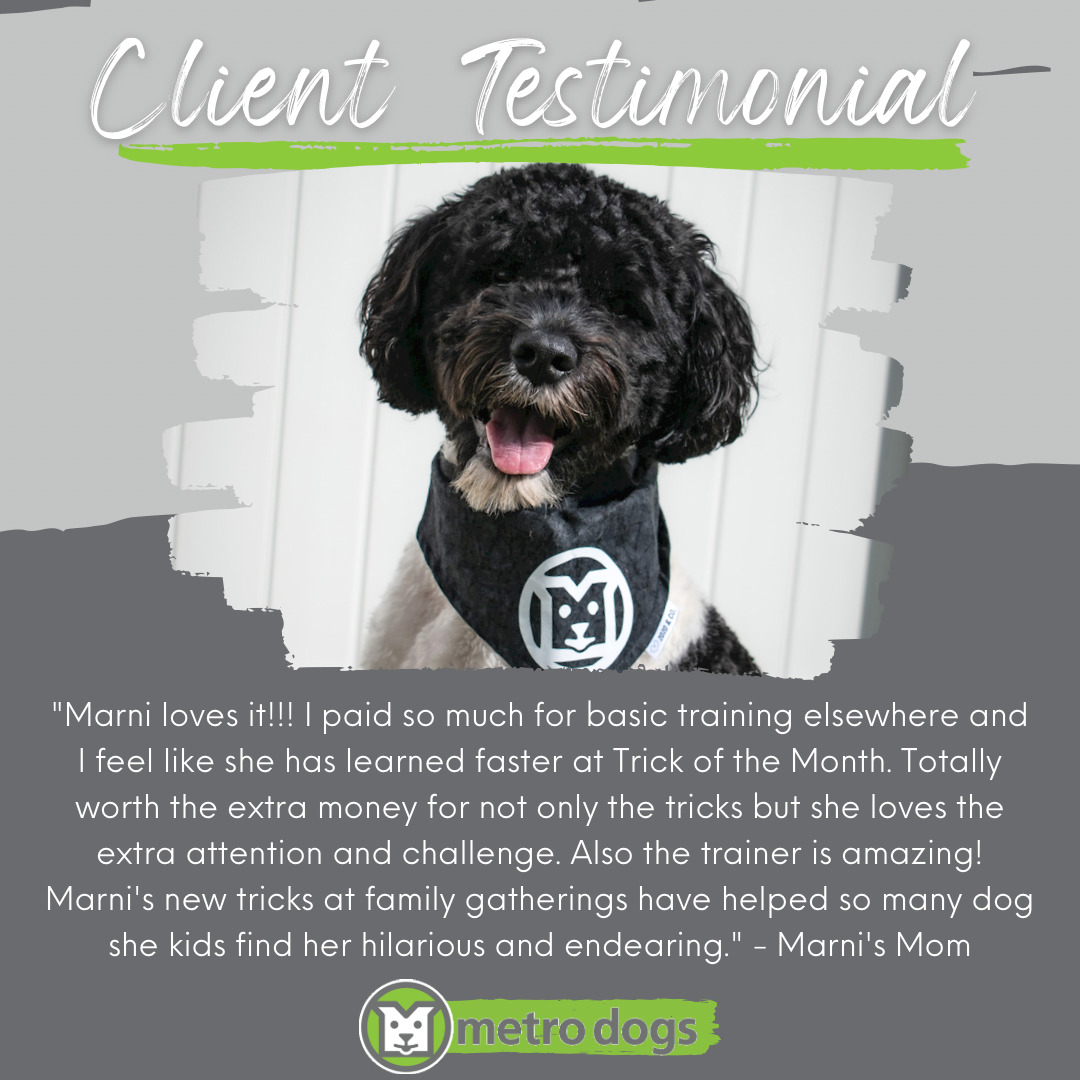 Client Testimonial "Marni loves it!!! I paid so much for basic training elsewhere and I feel like she has learned faster at Trick of the Month. Totally worth the extra money for not only the tricks but she loves the extra attention and challenge. Also the trainer is amazing! Marni's new tricks at family gatherings have helped so much and kids find her hilarious and endearing." -Marni's Mom