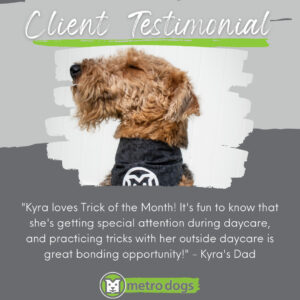 Client Testimonial "Kyra loves Trick of the Month! It's fun to know that she's getting special attention during daycare, and practicing tricks with her outside daycare is great bonding opportunity!" -Kyra's Dad