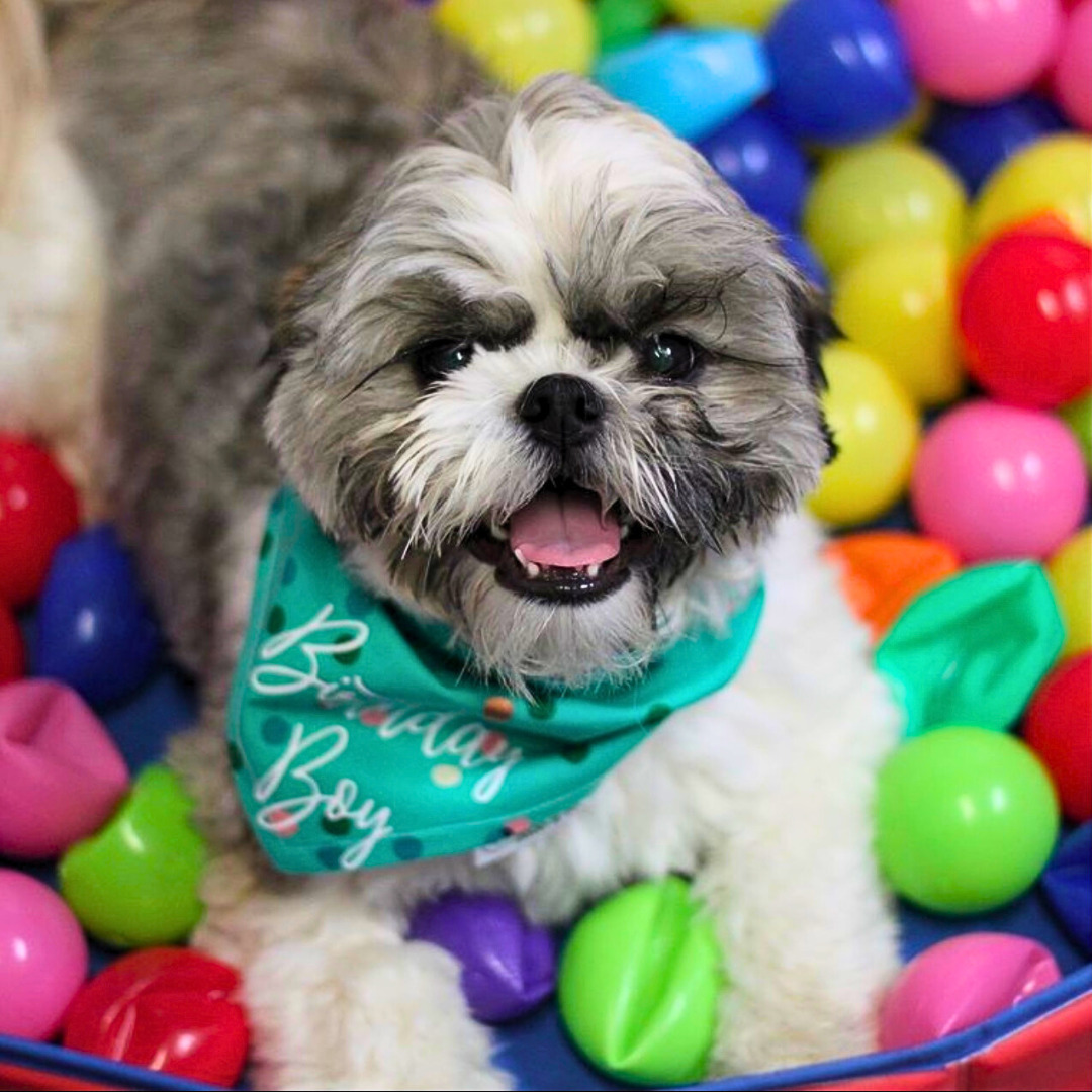 Rupert, a Shih Tzu, lays in a multicolor ball pit wearing a teal bandana that reads "Birthday Boy".