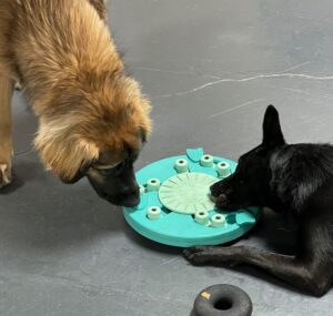Ruby and Pippa sniff a teal colored puzzle toy together during Confidence Club enrichment time.