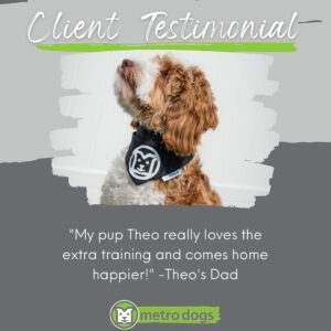 Client Testimonial "My pup Theo really loves the extra training and comes home happier!" -Theo's Dad