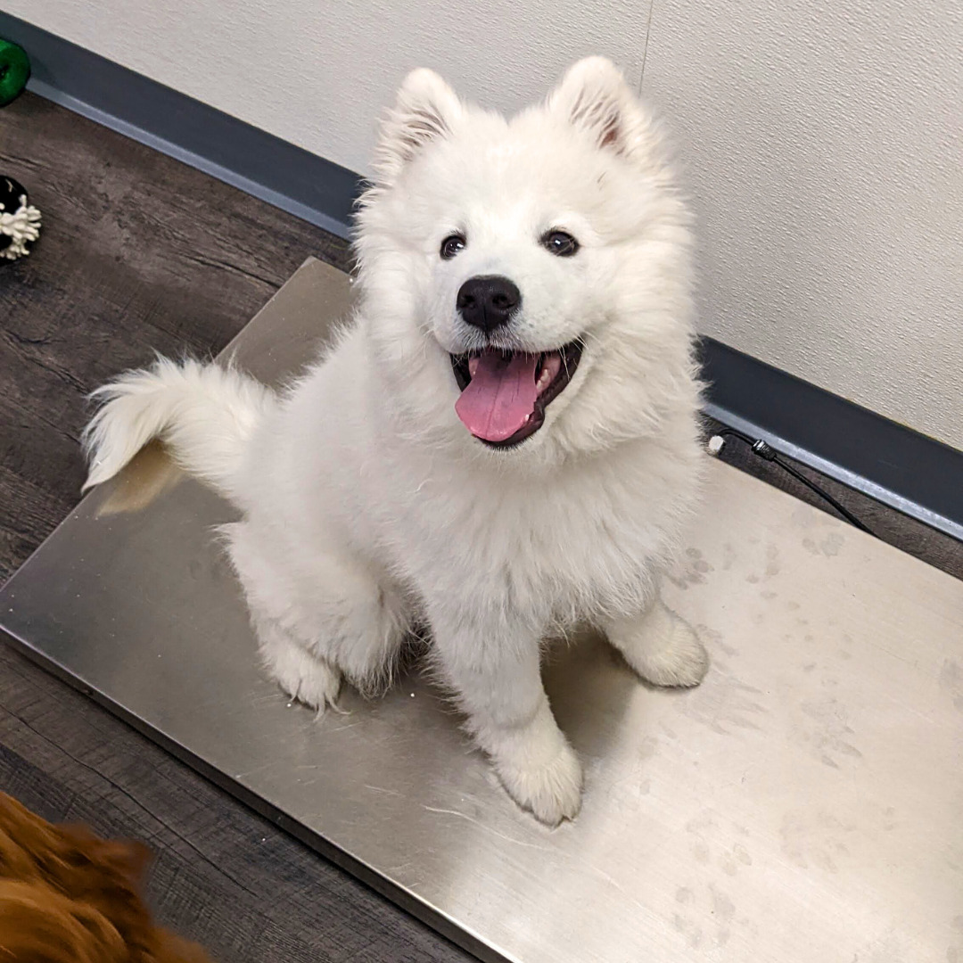 Enzo, a Samoyed puppy, practices sitting on a weight scale during Puppy Pre-K Plus.