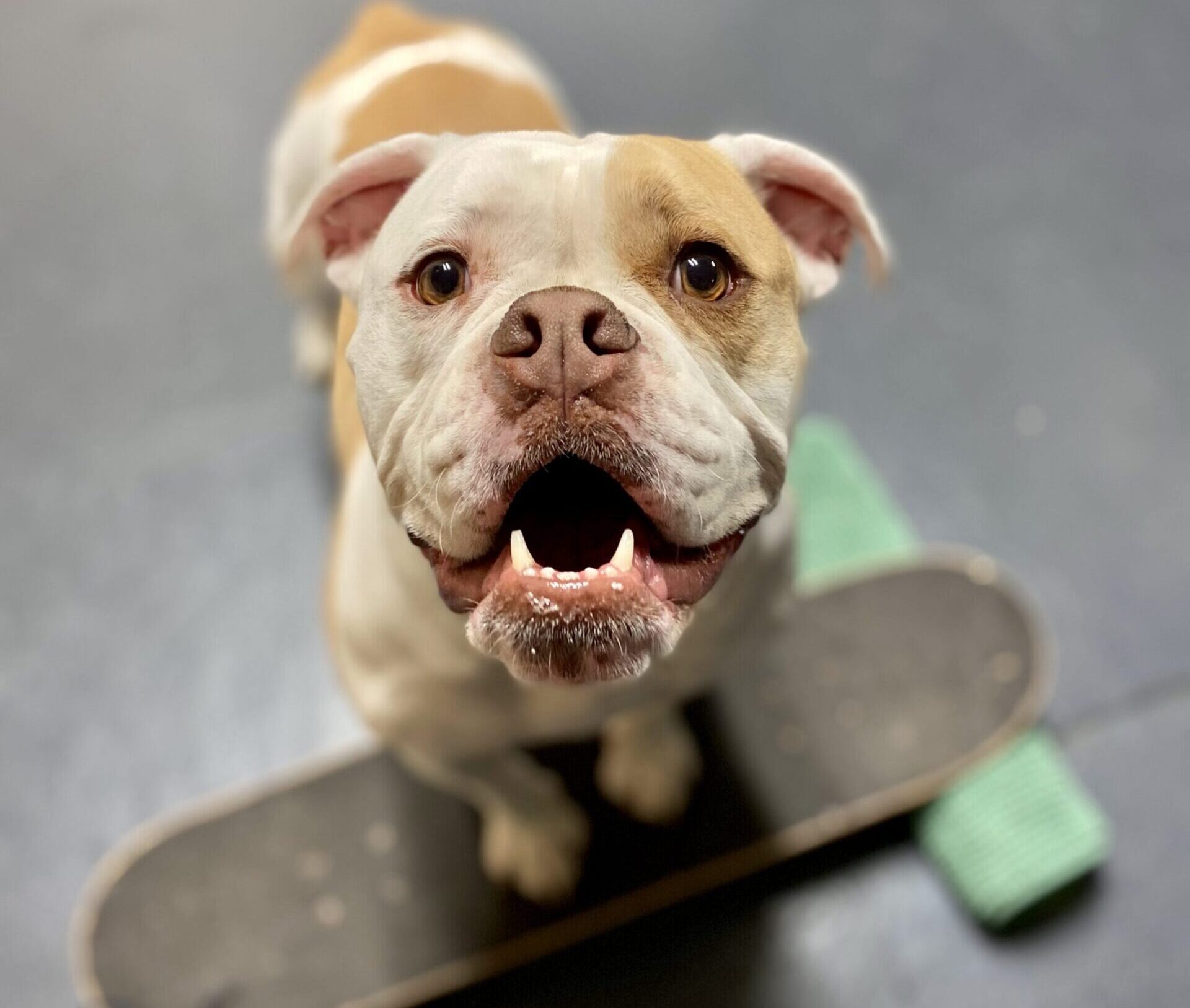 Sia an English Bulldog stands atop a skateboard during her Trick of the Month session.