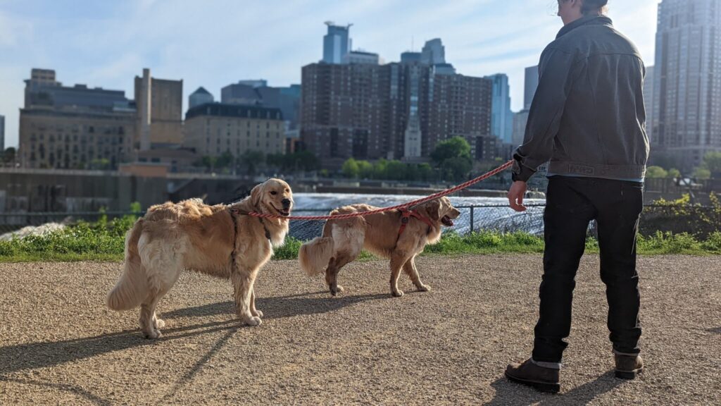 Two Golden retrievers on leash with their human by St Anthony Falls in Downtown Minneapolis, MN. One of the dogs smiles towards the camera.