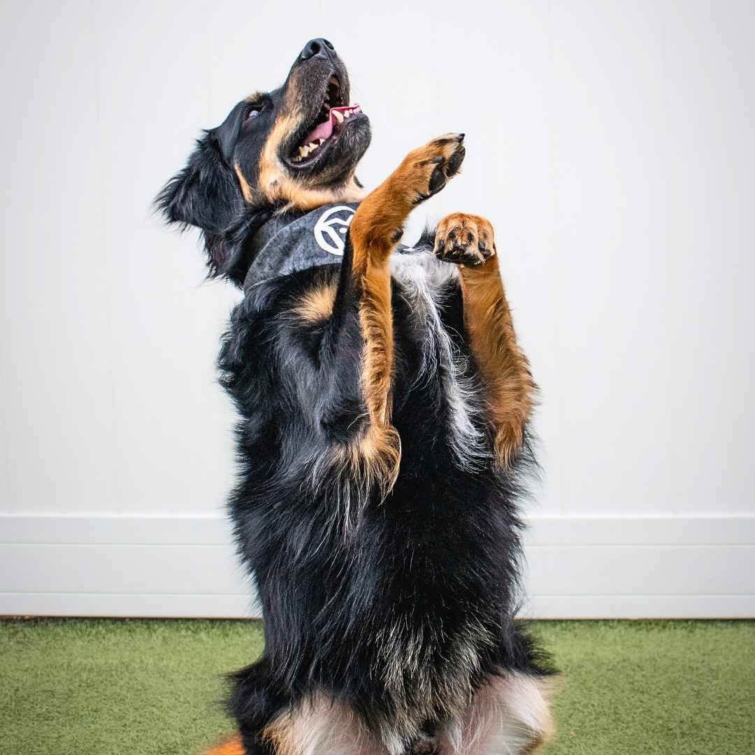 Pete, an Australian Shepherd mix, holds a sit pretty position with front paws extended upward.