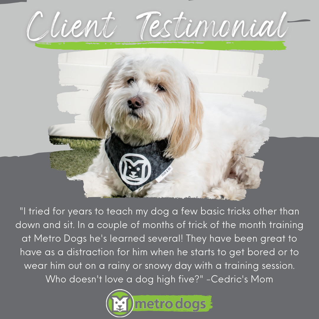 Client Testimonial "I tried for years to teach my dog a few basic tricks other than down and sit. In a couple of months of trick of the month training at Metro Dogs he's leaning several! They have been great to have as a distraction for him when he starts to get bored or to wear him out on a rainy or snowy day with a training session. Who doesn't love a dog high five?" -Cedric's Mom