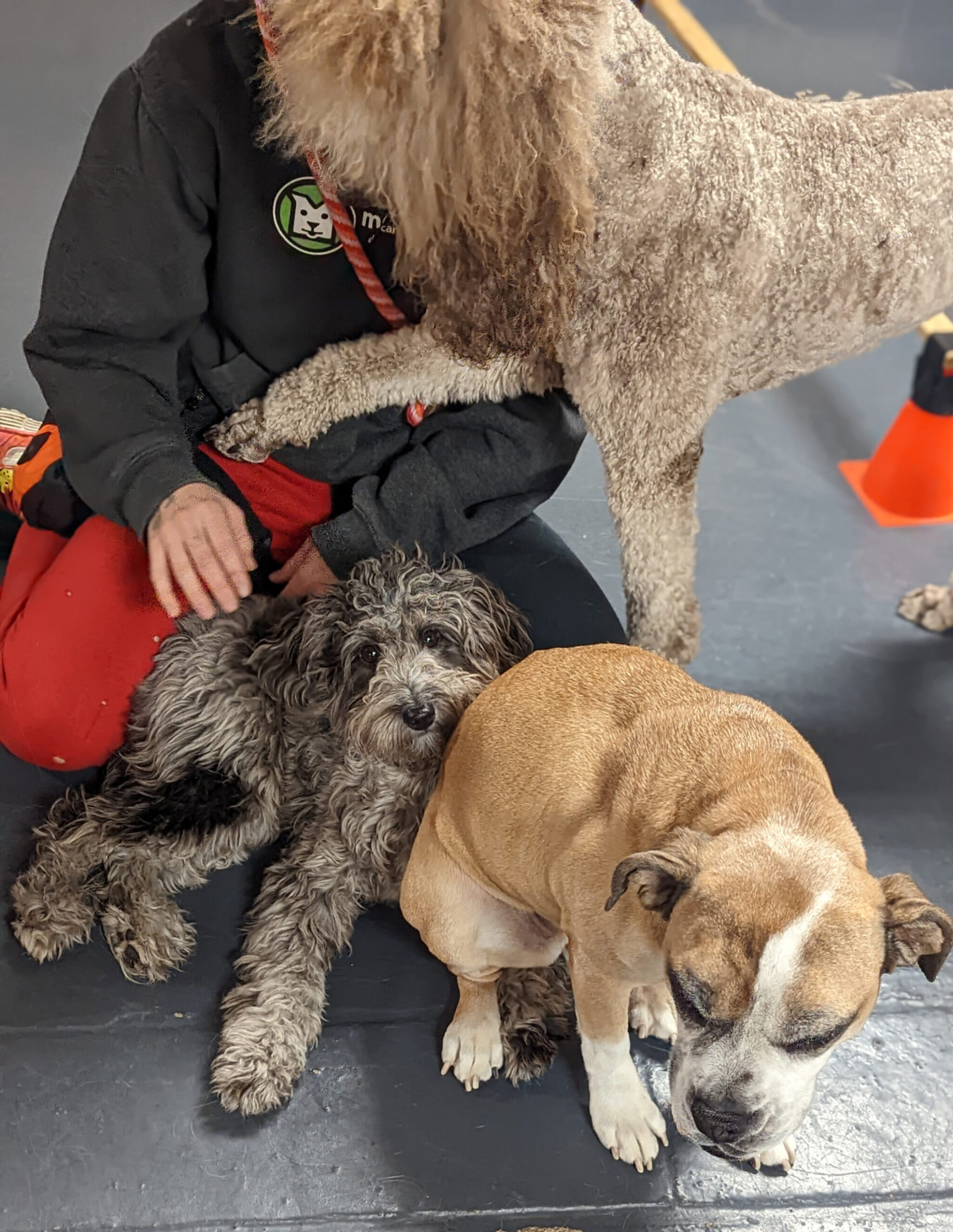 Confidence Club assistant, Tabi sits with Gemma (Aussiedoodle), Molly (Boxer Mix), and Yona (Poodle) cuddling up during nap time.