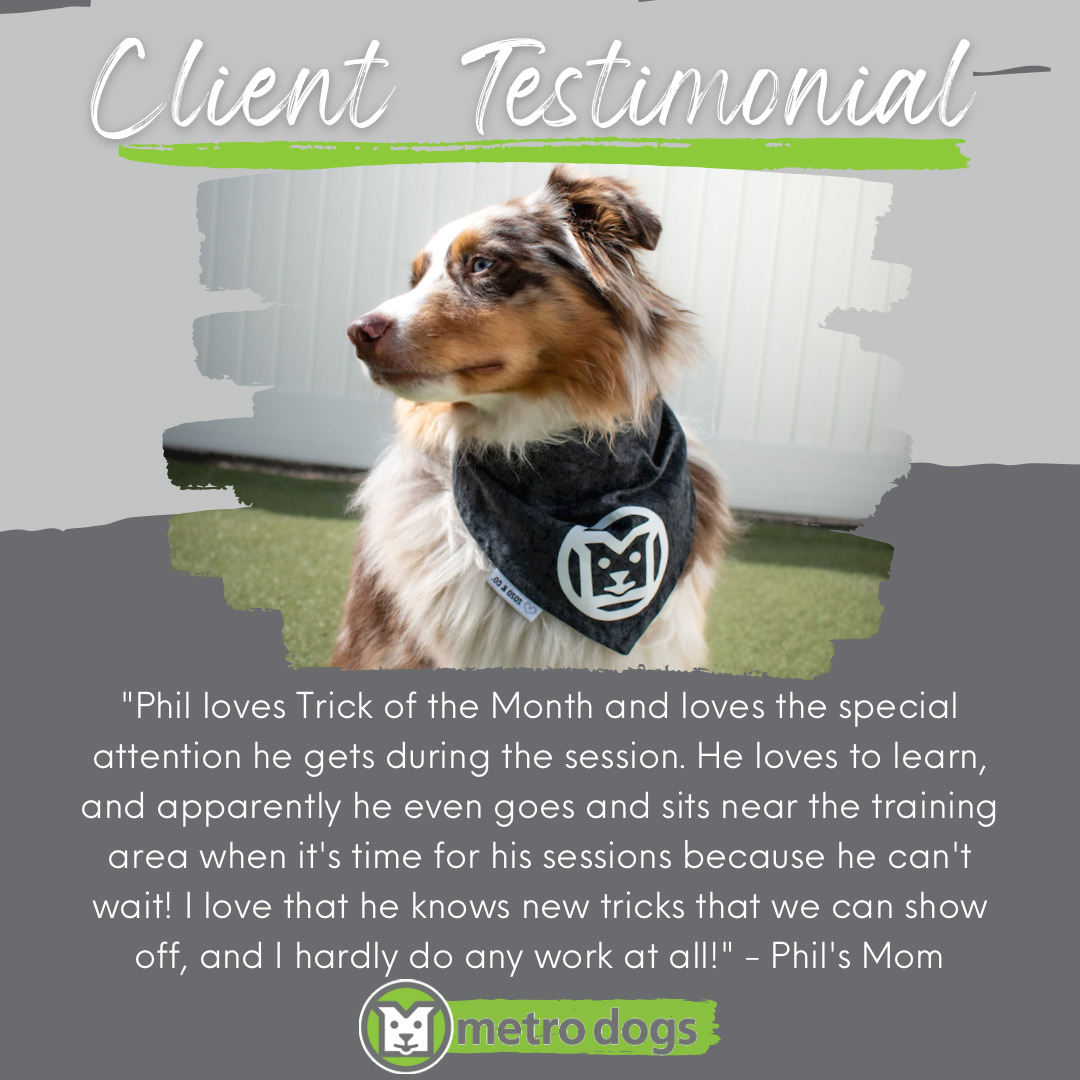 Client Testimonial "Phil loves Trick of the Month and loves the special attention he gets during the session. He loves to learn, and apparently he even goes and sits near the training area when it's time for his sessions because he can't wait! I love that he knows new tricks that we can show off, and I hardly do any work at all!" -Phil's Mom
