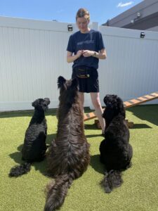 L-R: Henry, Dogmatix, and Maeve sit politely in front of Metro Dogs trainer Beth in our outdoor play yard.