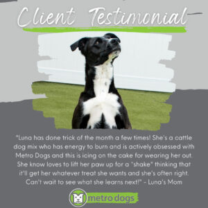 Client Testimonial "Luna has done trick of the month a few times! She's a cattle dog mix who has energy to burn and is actively obsessed with Metro Dogs and this is icing on the cake for wearing her out. She now loves to lift her paw up for a "shake" thinking that it'll get her whatever treat she wants and she's often right. Can't wait to see what she learns next!" -Luna's Mom
