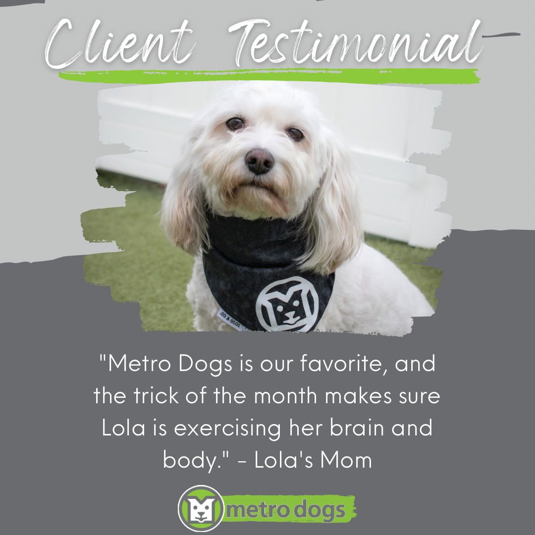 Client Testimonial "Metro Dogs is our favorite, and the trick of the month makes sure Lola is exercising her brain and body." -Lola's Mom