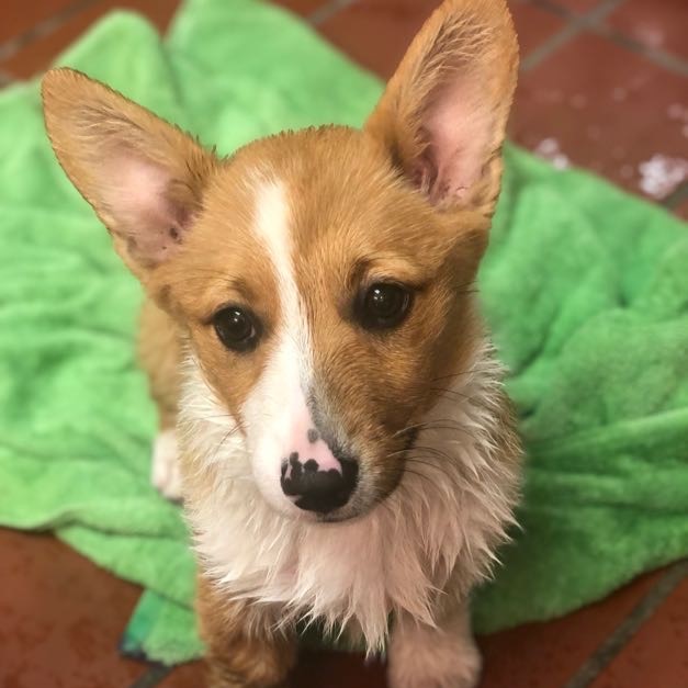 Georgie the corgi puppy after a bath during Puppy Pre-K