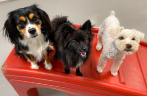 L-R: Carew, Jett, and Bean stand close together atop the red ramp playroom furniture.