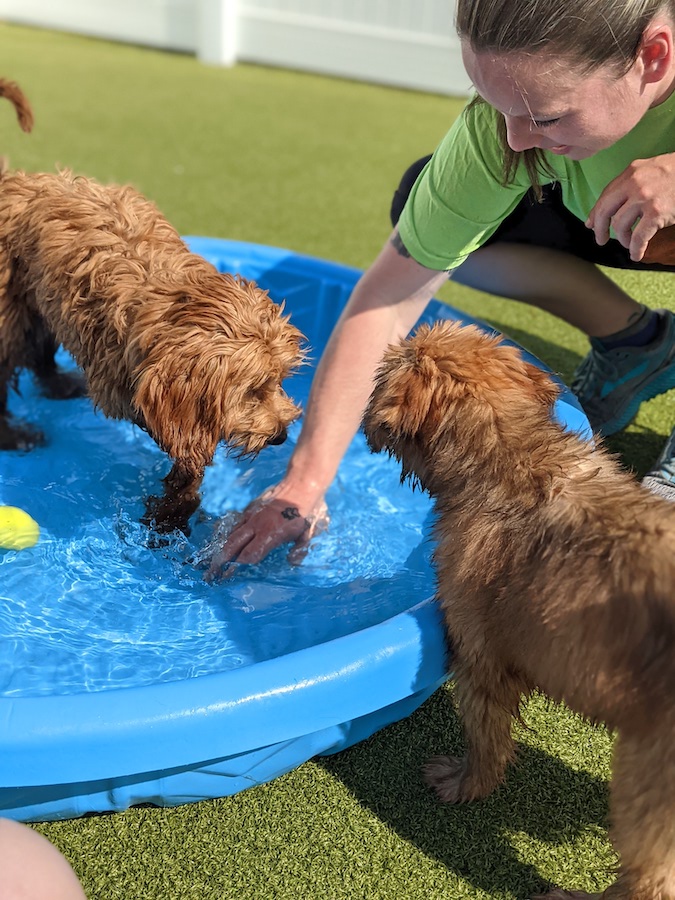 outdoor play Metro Dogs Daycare Dog Daycare Grand Ave, St Paul