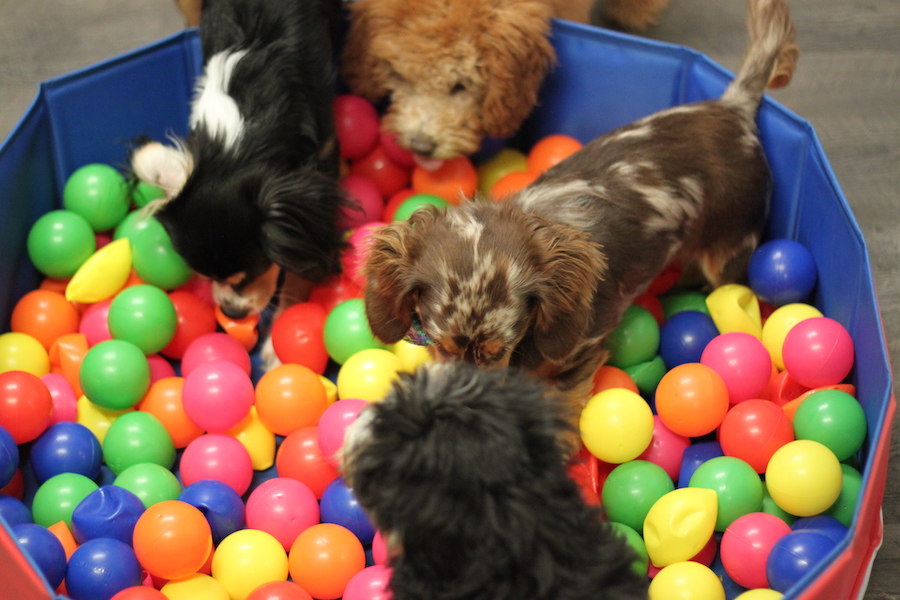 play time Metro Dogs Daycare Dog Daycare Grand Ave, St Paul