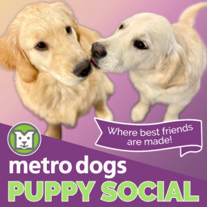 puppies-playing-puppy-social-event-metro-dogs