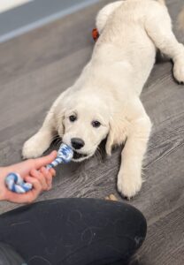 Betty, a golden retriever puppy, plays tug of war with a blue and white rope toy.