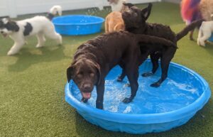 Two chocolate Labrador Retrievers play in a small blue kiddie pool filled with water.