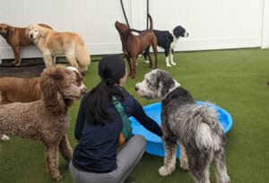 Metro Dogs staff member Emily plays with by a small blue kiddie pool with 7 dog in our outdoor play yard.