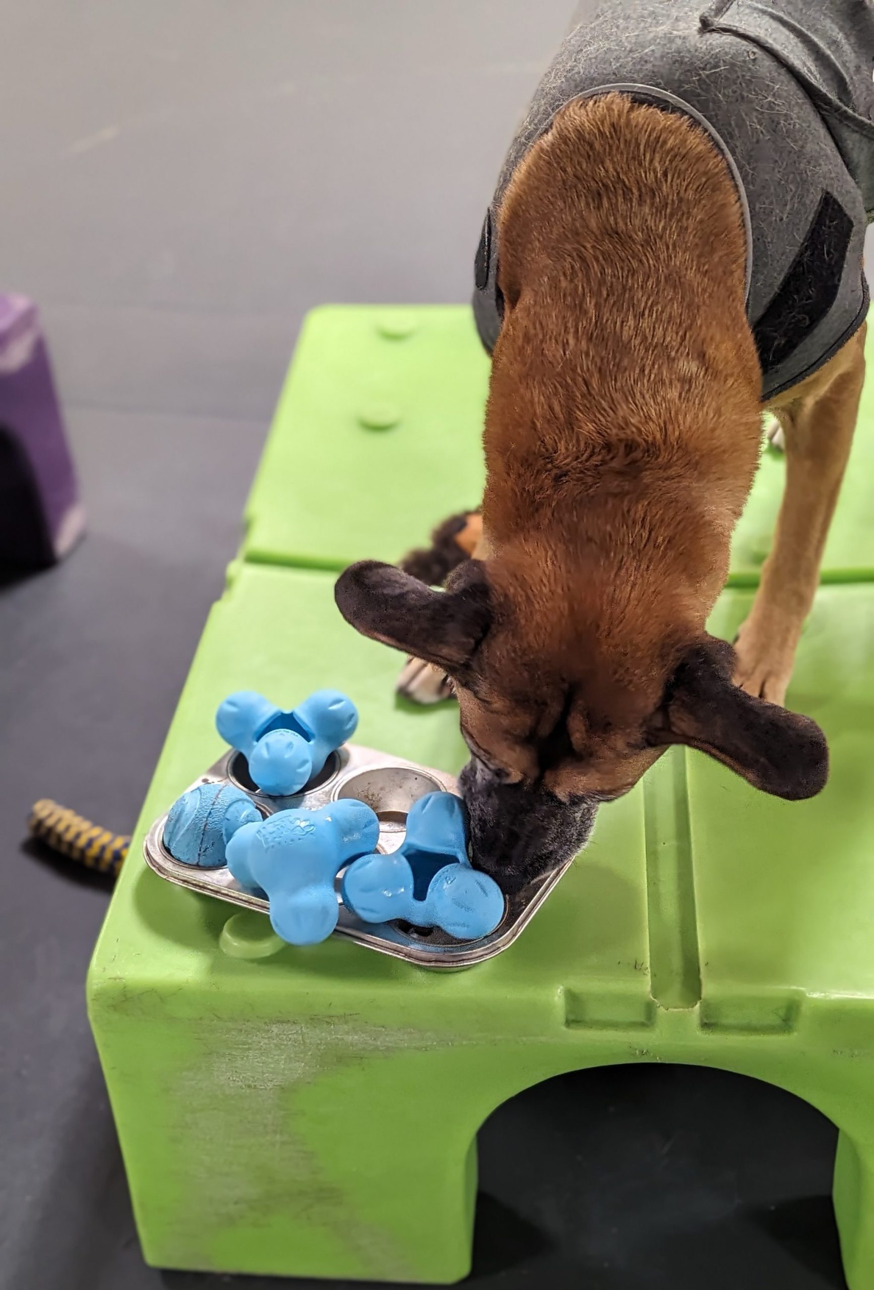 JJ and Molly interact with the A-Frame agility equipment together during Confidence Club.