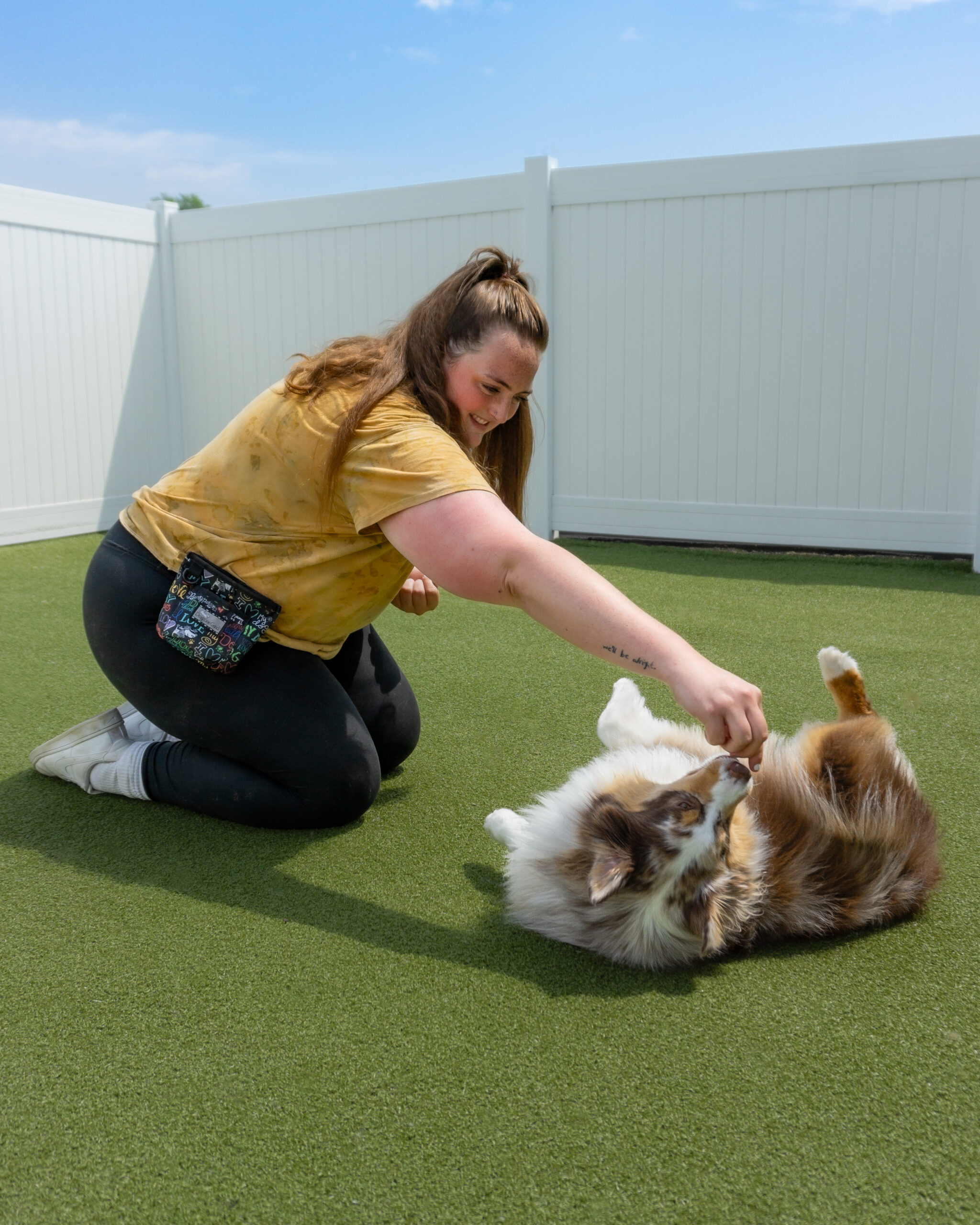 Sydney the Metro Dogs Trick of the Month Trainer Works with Phil a Mini Aussie
