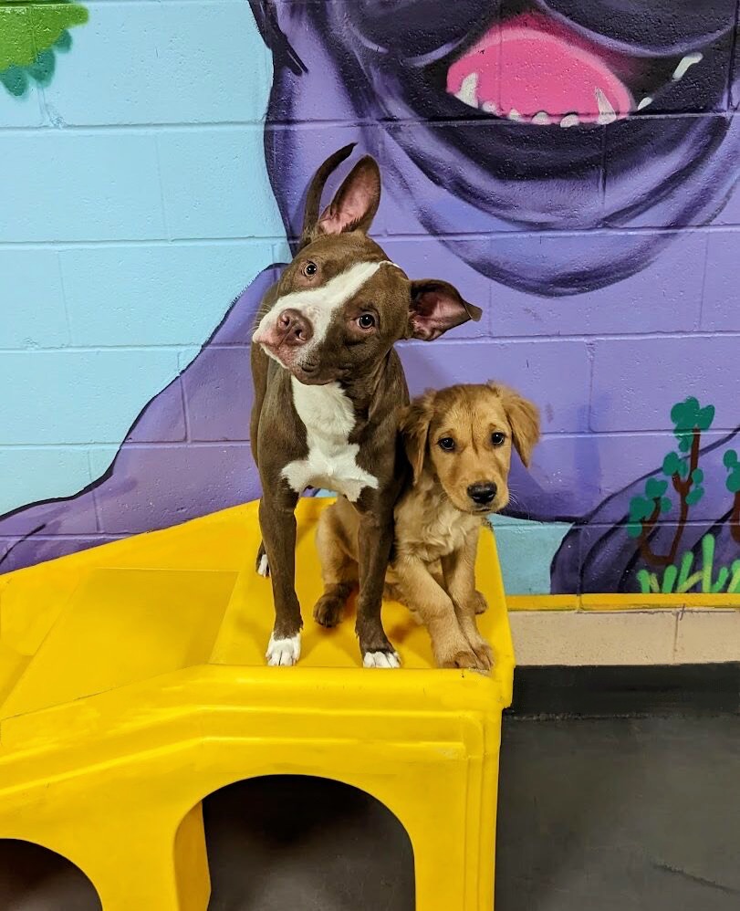 dog-daycare-downtown-minneapolis-golden-valley-metro-dogs